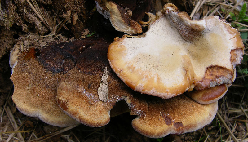 Ischnoderma benzoinum.